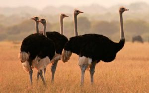 Características de las avestruces