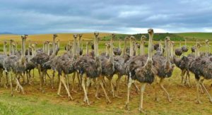 Características de las avestruces y su danzante andar en manadas