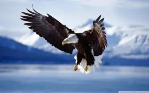 Conoce las fascinantes características del águila real con detalles