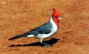 Características del cardenal común y su habitat