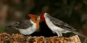 Características del cardenal común y su comportamiento