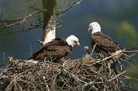 como se reproduce el aguila de cabeza blanca normalmente