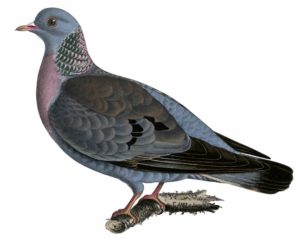 Características de las palomas y sus distintas especies