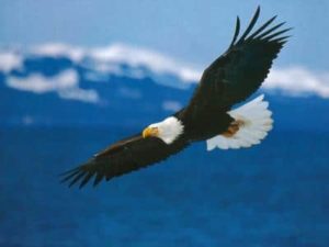 Conoce las fascinantes características del águila real