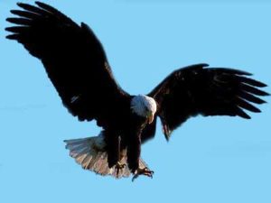  fascinantes características del águila real