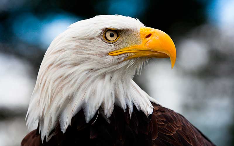 características del águila real y su mundo fascinante