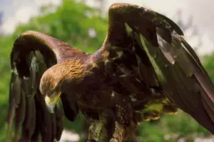  características del águila real en extincion