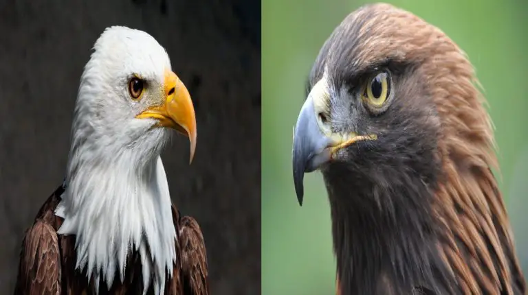 aguila calva vs aguila real o Estados Unidos Vs México