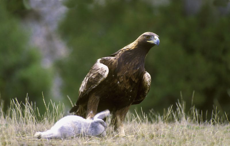 alimentacion del aguila real, todo lo que debes saber