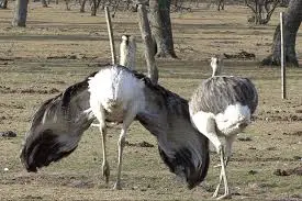 animal parecido al avestruz poligamo