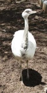 animal parecido al avestruz ñandu blanco