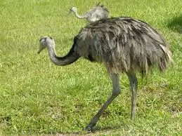 animal parecido al avestruz ñandu criando