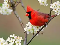 animales 5 aves espectaculares cardenal
