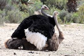 apareamiento de avestruces acto mismo