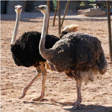apareamiento de avestruces territoriales