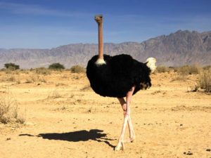 Impresionantes características de un avestruz