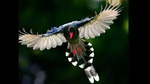aves animales vertebrados caracteristicas
