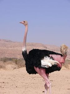 Impresionantes características de un avestruz y su alimento