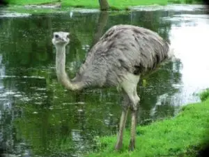 Impresionantes características de un avestruz y sus amenazas