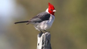 Características del cardenal común, espectacular ave de canto melodioso