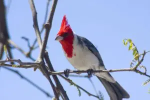  Características del cardenal común, espectacular ave 