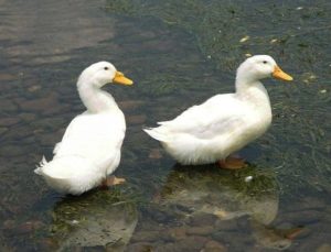 Características de las aves de corral más comunes y los patos