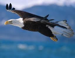 Donde vive el águila real y de que se alimenta y sus caracteristicas