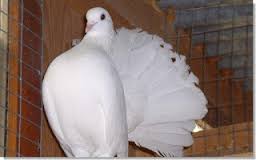 Características de la paloma blanca