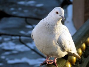 Características de la paloma blanca y sus diversas variedades