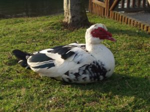 Características del pato domestico y su vida