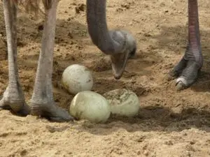  Caracteristicas del avestruz y su maravilloso hábitat y sus huevos
