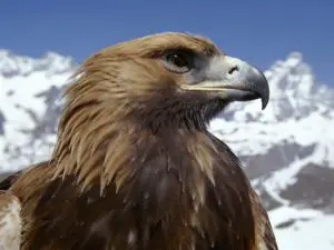  eagle äta