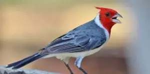 El cardenal comun