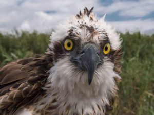 Águila pescadora: características, curiosidades y más