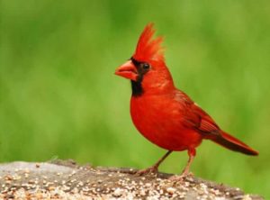 Como se alimenta el ave cardenal 