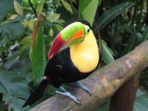 Tucán de amazonas y su habitat