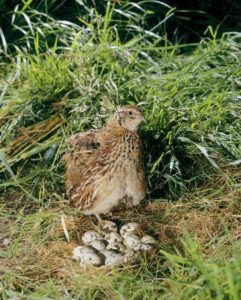 Reproducción de los codornices y sus huevos