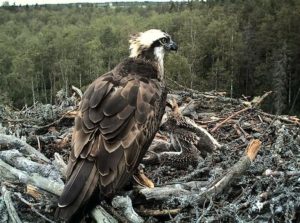 Águila pescadora: características, curiosidades y más