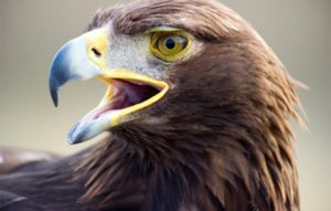 Águila real en peligro de extinción
