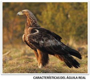 Características del águila real