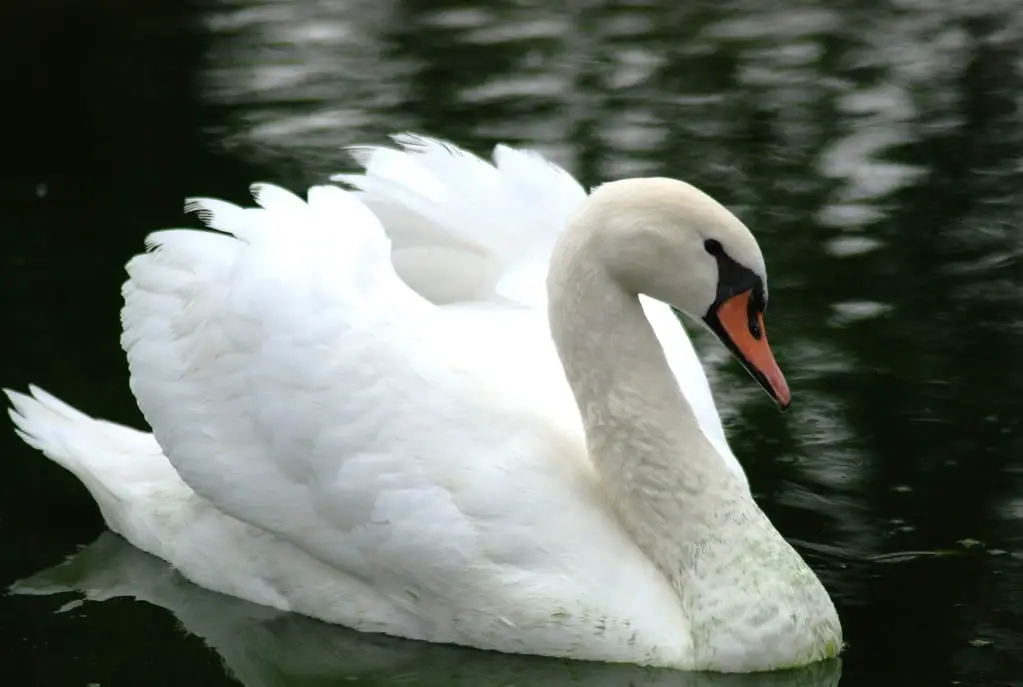 Cisne-blanco-1