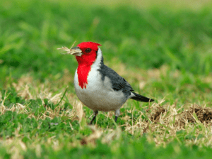 Como se alimenta el ave cardenal y su nido