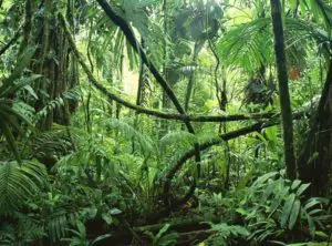 Clima y Vegetación adaptada a los Tucanes