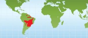 Mapa de distribucion de los Tucanes