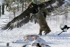 El águila real en busca de presa