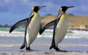 Pinguino caracteristicas -1