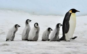 Pinguino caracteristicas -3