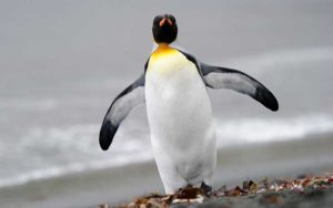 Pinguino caracteristicas -5