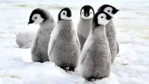 Pinguino caracteristicas -6