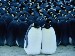 Pinguino caracteristicas -7